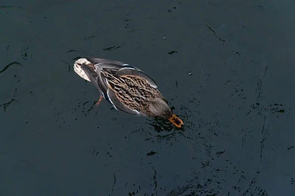 ördek vahşi lake beyaz fauna su hayvan doğa kuş renkli güzel 