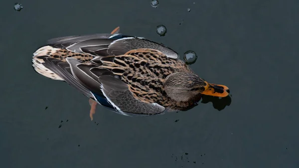 Pato Pássaro Selvagem Lago Fauna Branca Natureza Água Animal Vida — Fotografia de Stock