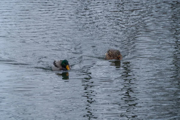 ördek vahşi lake beyaz fauna su hayvan doğa kuş renkli güzel 