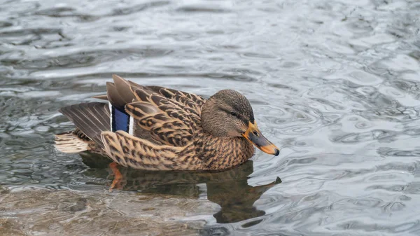 Duck Bird Wild Lake White Fauna Nature Water Animal Wildlife — Stock Photo, Image