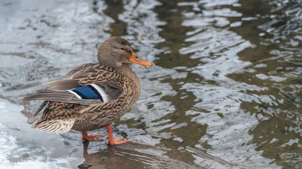 Duck Bird Wild Lake White Fauna Nature Water Animal Wildlife — Stock Photo, Image