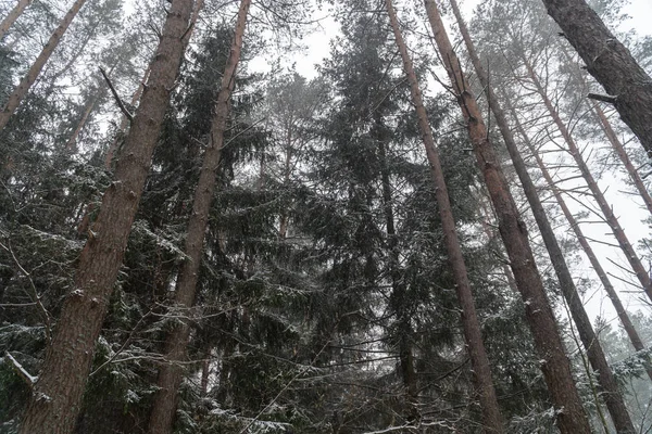 güzel Noel soğuk orman taze frost buz manzara doğa kar beyaz kış ahşap ağaç arka plan