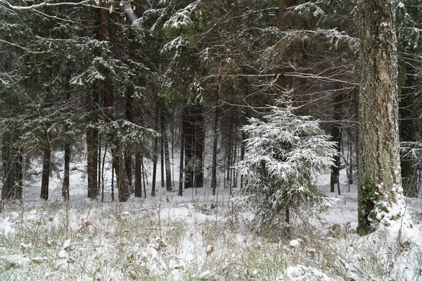 güzel Noel soğuk orman taze frost buz manzara doğa kar beyaz kış ahşap ağaç arka plan