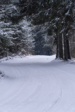 kış orman kar Noel ağacı doğa yol buz dondurulmuş