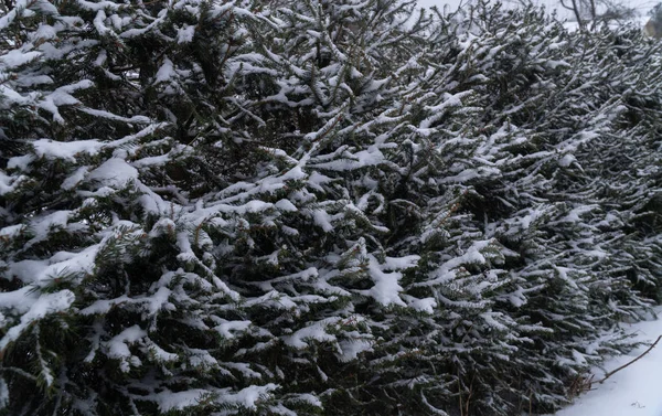 背景美丽的圣诞节冷森林新鲜的霜冰风景自然雪树白色冬天木头 — 图库照片