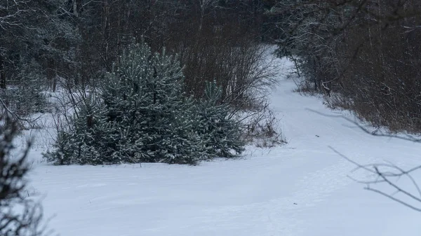kış orman kar Noel ağacı doğa yol buz dondurulmuş