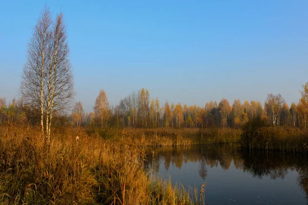 sonbahar sabahı lake Forest'ta ağaçlar sarı altın yaprağı su huş 