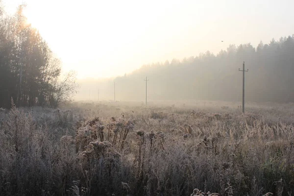 fog snow morning sun dawn frost freeze pillars forest trees winter grass cold