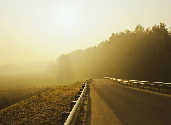 road forest morning dawn gold yellow track grass fog