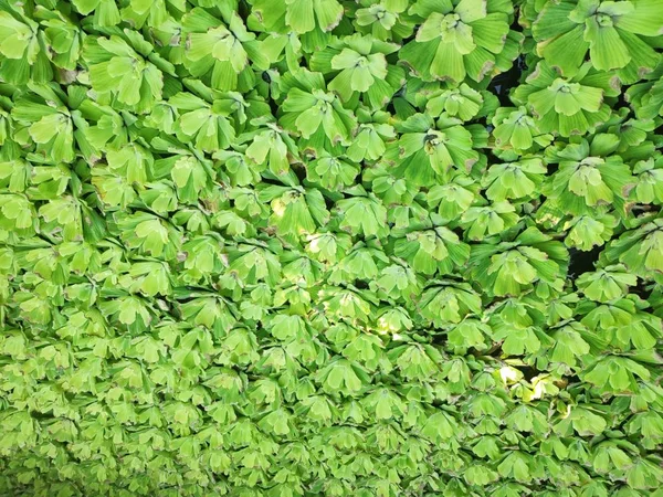 水の中の緑の植物 緑の葉スイレン — ストック写真