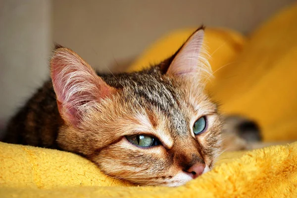 kurnaz kedi dinleniyor