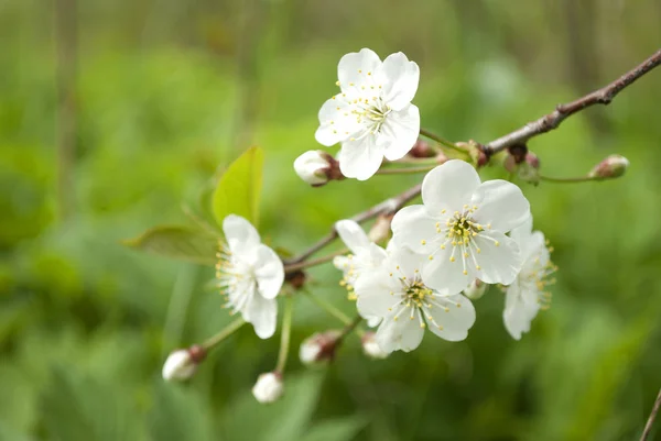 Bahçede kiraz çiçekleri açıyor.