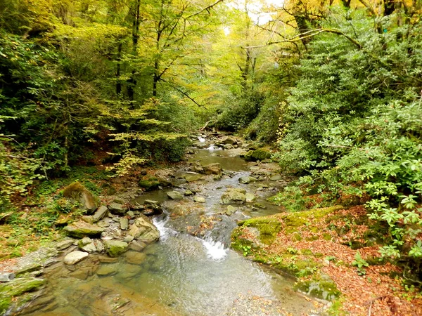                 Ormandaki dağ deresi               