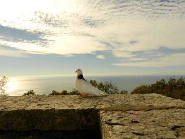 gökyüzü ve deniz karşı bir korkuluk üzerinde bir kimsesiz güvercin                         
