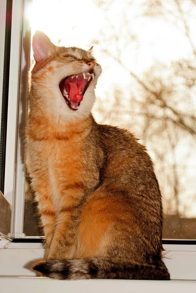 penceresinde esneme kedi