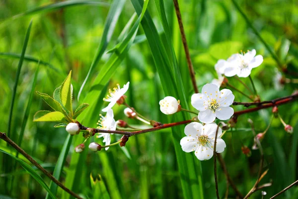 Bahçede kiraz çiçekleri açıyor.