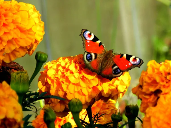 sarı kadife kelebek