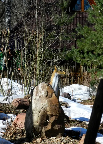                       ormandaki yabani geyik yavrusu         
