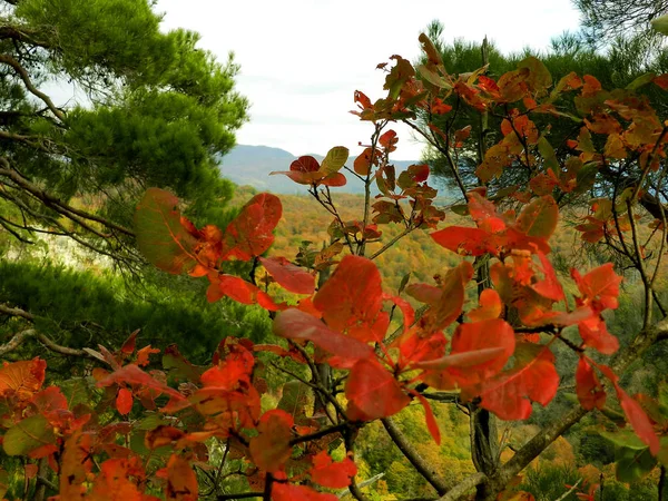                             Sonbaharın güzel dağ ağacı   