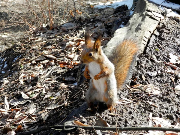                                sonbaharda vahşi sincap