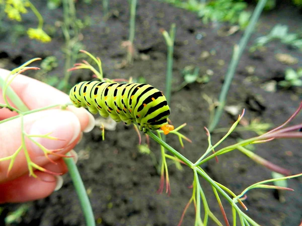 Caterpillar çimen yeşil bir bıçak üzerinde