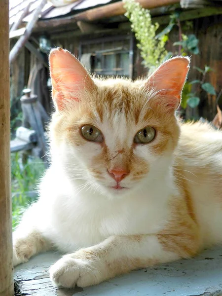 Village Cat Windowsill — Stock Photo, Image