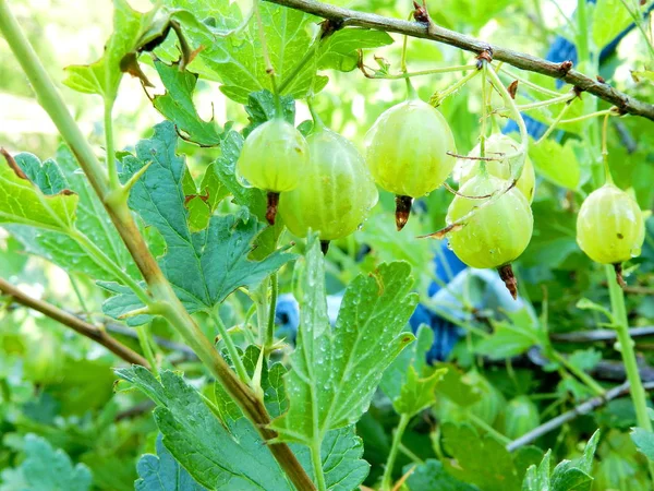 yeşil olgunlaşmamış Bektaşi üzümü Bush