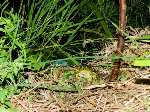 yeryüzünün çalılıkları kurbağa