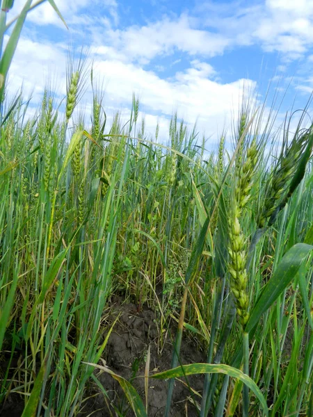                                Tarlada buğday kulakları