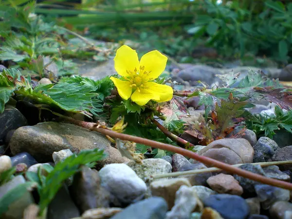 Çimenlerdeki sarı çiçek