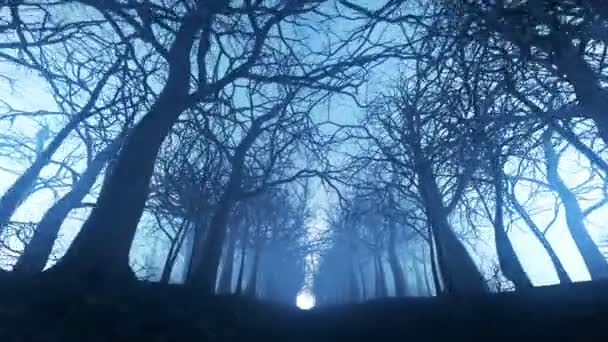 Απρόσκοπτη Επανάληψη Κίνησης Του Χειμώνα Δάσος Δρομάκι Μια Ομίχλη — Αρχείο Βίντεο
