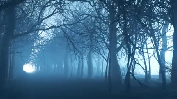 Animation Boucle Sans Couture Une Ruelle Forestière Hivernale Dans Brouillard — Video