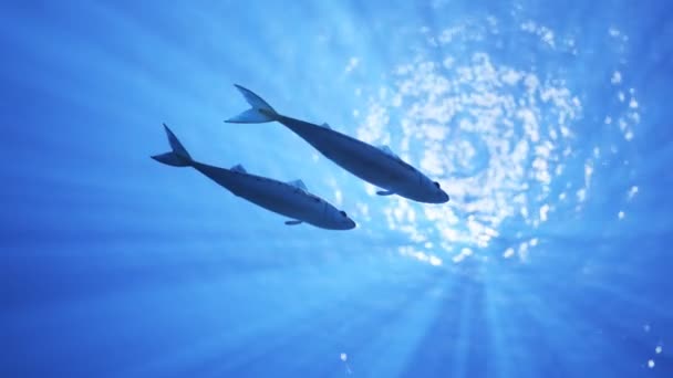 Fischschwärme Blauen Wasser — Stockvideo