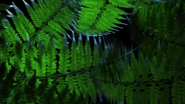 Fougère verte en forêt tropicale 
