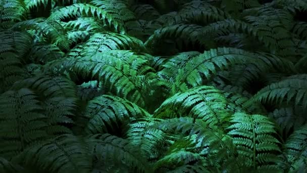 Helecho Verde Bosque Tropical — Vídeo de stock