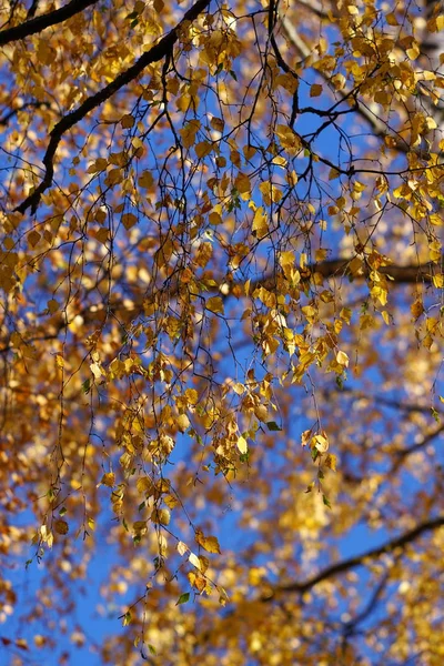 Árboles Amarillos Soleado Día Otoño Campo Ruso — Foto de Stock