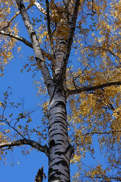 Árboles Abedul Con Hojas Amarillas Soleado Día Otoño Campo Ruso — Foto de Stock