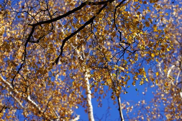 Árboles Abedul Con Hojas Amarillas Soleado Día Otoño Con Cielo — Foto de Stock