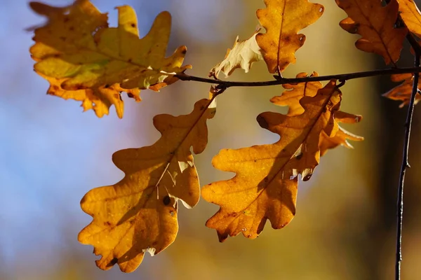 Hojas Roble Amarillo Otoño Temporada Hojas Rusia — Foto de Stock