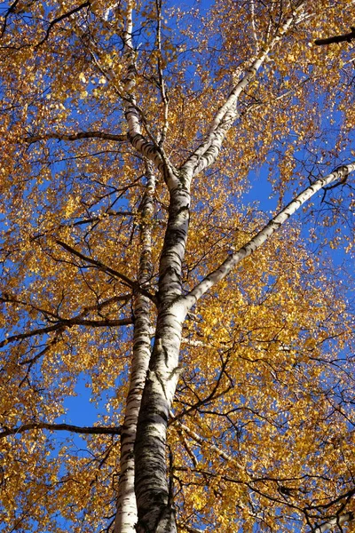 Árboles Abedul Con Hojas Amarillas Soleado Día Otoño Campo Ruso — Foto de Stock