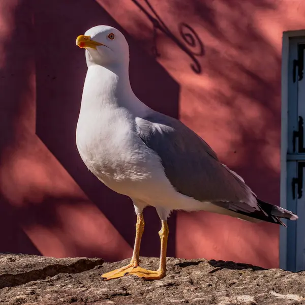 Fiskmåsen på bakgrunden av den röda väggen. En stor vit fågel med en gul näbb. — Stockfoto