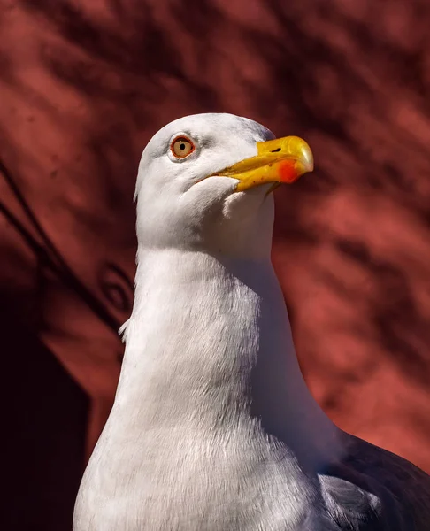 Sea gull на тлі Червона стіна. Великий білий птах з жовтими дзьоб. Чайка стоїть на камені. — стокове фото