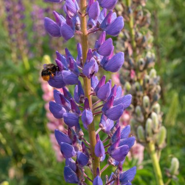 Mavi çiçekler Veronica. Mavi gökyüzü arka plan üzerinde çiçekler.