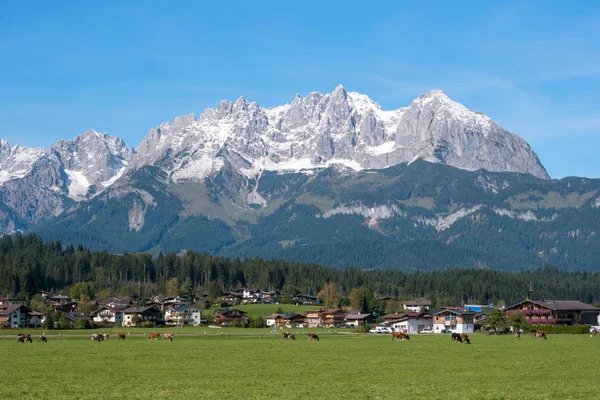 牛在高寒草甸上吃草 背景是阿尔卑斯山 奥地利 典型的奥地利村庄 — 图库照片