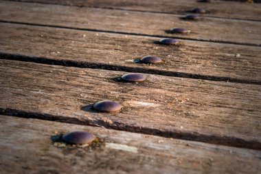 Eski panoları düzgün metal civatalar ile sabit. Panoları aralıkları vardır. Perspektif içinde fotoğraflandı. İyi fotoğraf arka planı için.