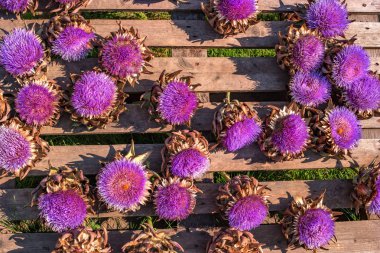 Thistle çiçek ahşap arka plan üzerinde. Ortaya konulan bir raf tepsi üzerinde thistle çiçek