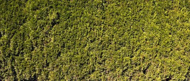 Ardıç ağacı dalı doku yeşil iğne arka plan. Juniperus communis bush herdem yeşil iğne yapraklı ağaç arka plan olarak var. Arka plan ardıç dalları ile büyümek yakın çekim