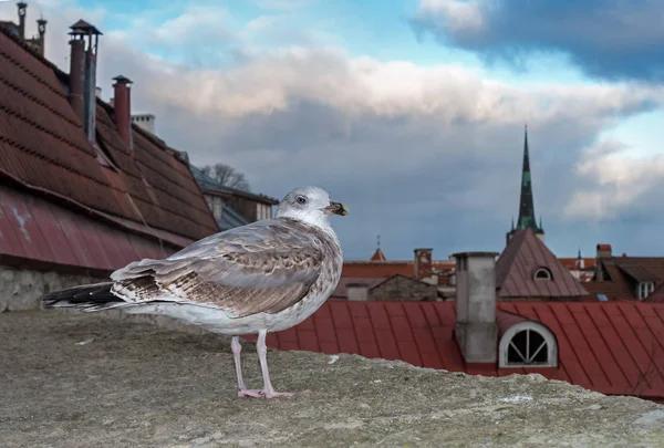 Vita Måsen Står Fästningen Väggen Bakgrunden Staden Klinkergolv Taken Tallinn — Stockfoto