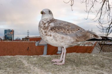 Beyaz martı Tallinn şehir kiremitli çatılar arka plan üzerinde kale duvarında duruyor. Estonya. Tallinn görünümünden Old City yüksekliği.