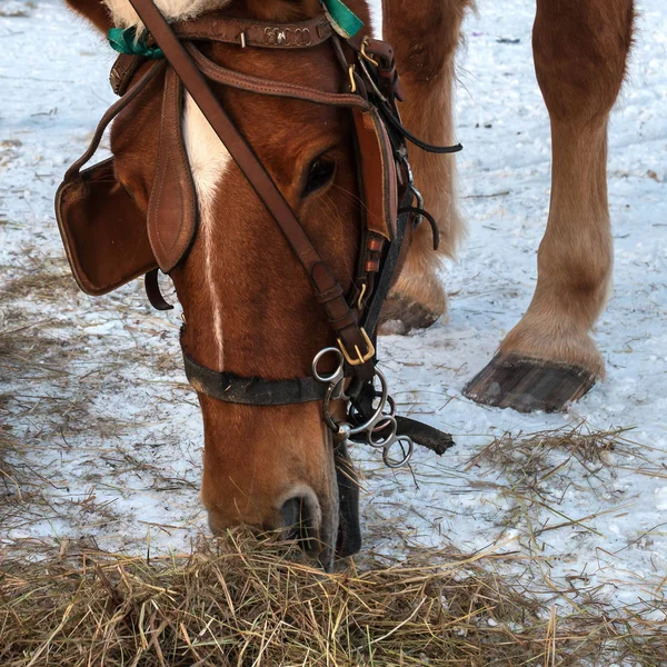 A ló eszik szénát. Fang ló Vértes. Ló barna öltönyt. A ló birtokol egy kantár, szemellenző, és egy új év sapka. Téli időszak. Széna fekszik a havon — Stock Fotó